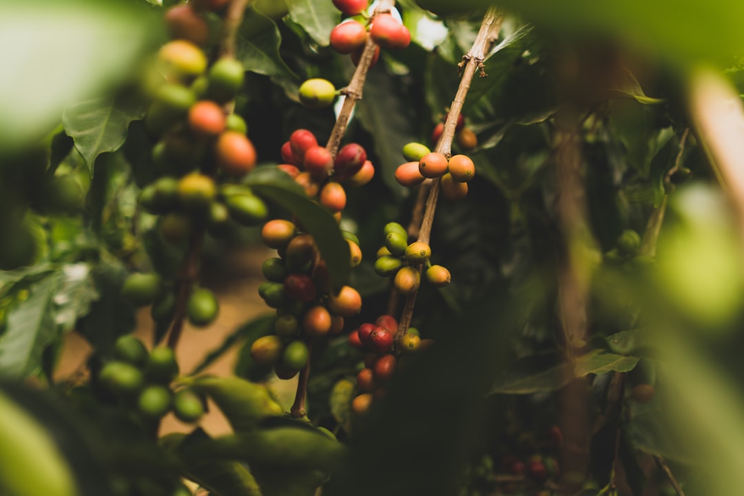 green coffee bean tree
